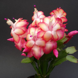 Schlumbergera samba brazil