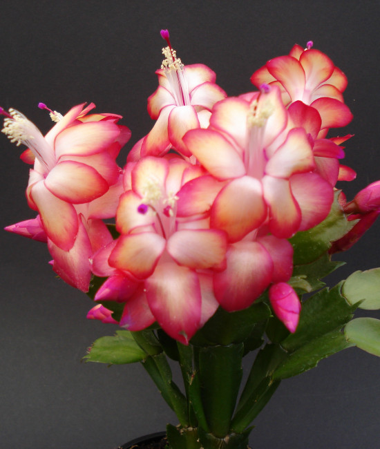 Schlumbergera samba brazil