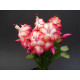 Schlumbergera samba brazil