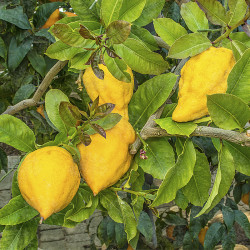 16 C C Limonimedica Prietto