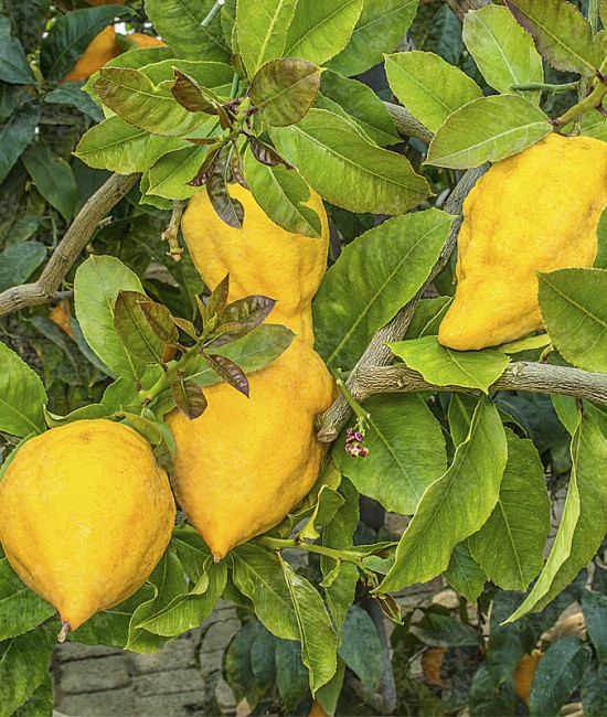16 C C Limonimedica Prietto