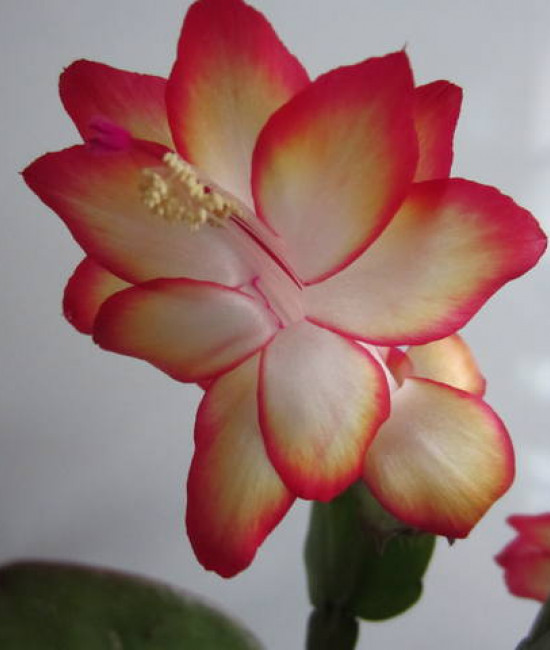Schlumbergera samba brazil