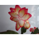 Schlumbergera samba brazil