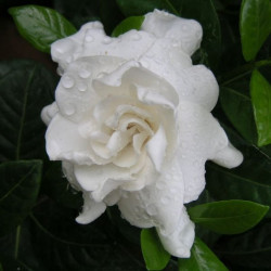 Гардения jasminoides mystery