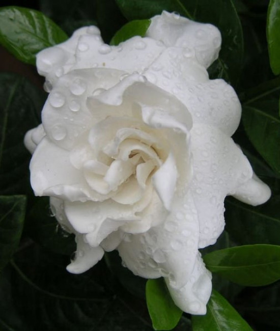 Гардения jasminoides mystery