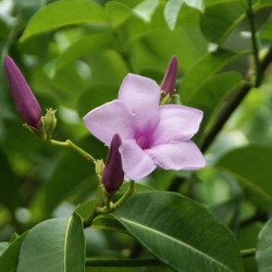 Сryptostegia madagascariensis