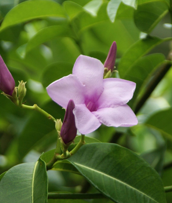 Сryptostegia madagascariensis