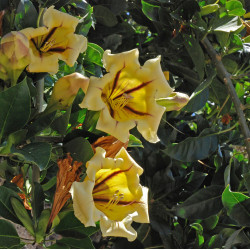 Solandra grandiflora