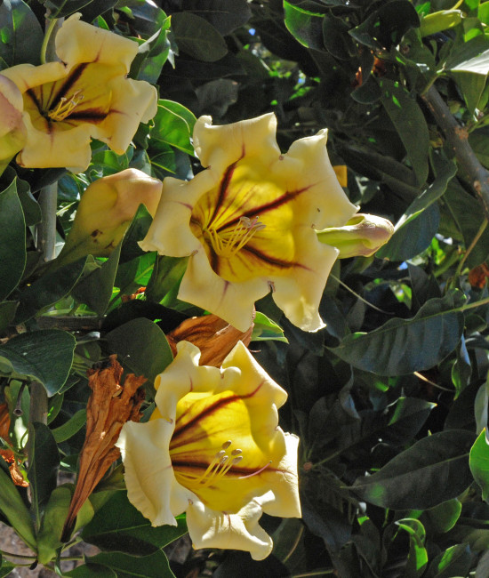 Solandra grandiflora