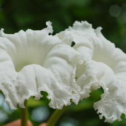 Dolichandrone serrulata