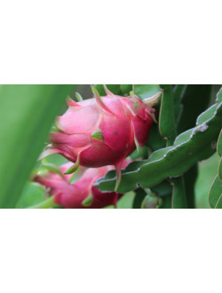 Нуlocereus species