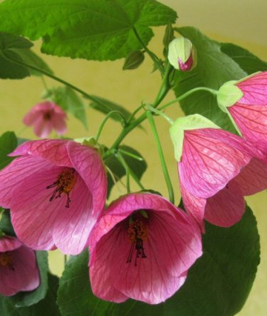 Aбутилон eric lilac