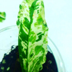 Punica Granatum Variegata