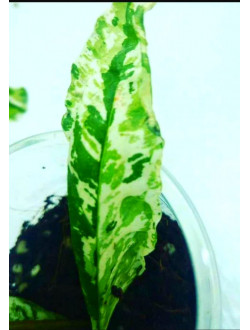 Punica Granatum Variegata