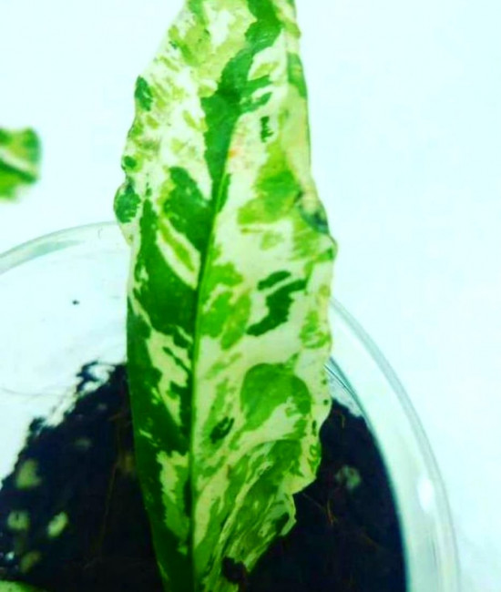 Punica Granatum Variegata