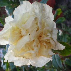 Punica alba plenа