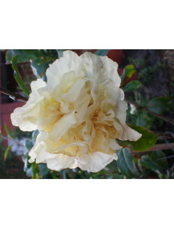 Punica alba plenа