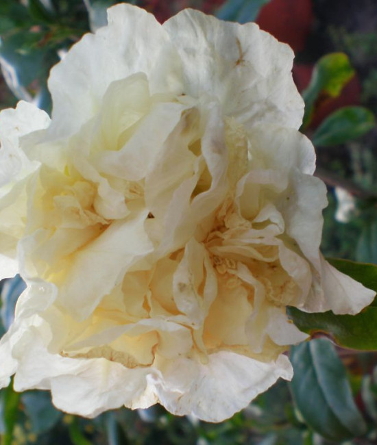 Punica alba plenа