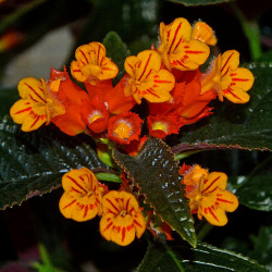 Chrysothemis pulchella
