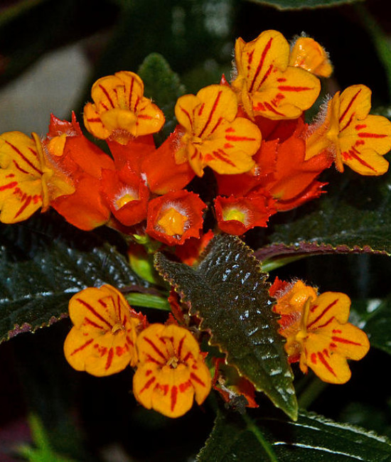 Chrysothemis pulchella