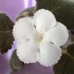 Эписция lilacina panama white