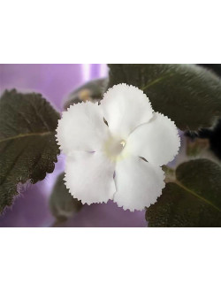Эписция lilacina panama white