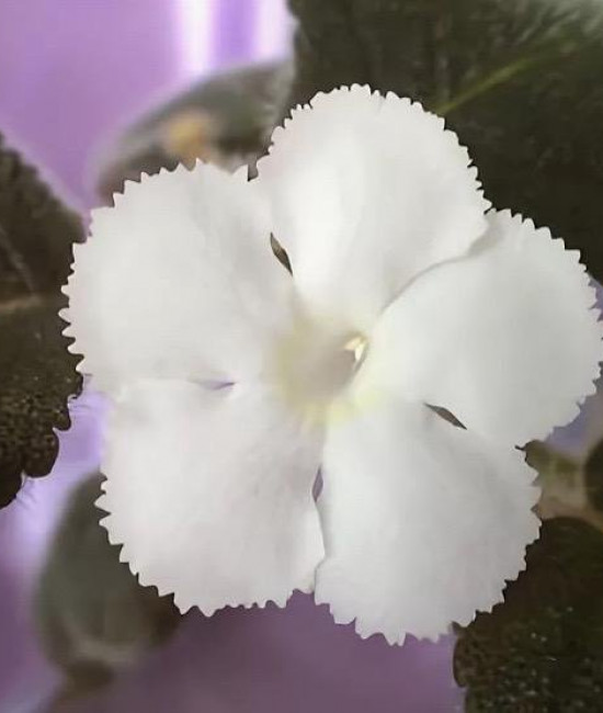 Эписция lilacina panama white