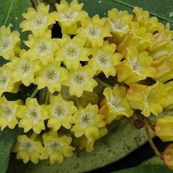 Xойя amicabilis 