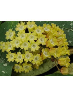 Xойя amicabilis 