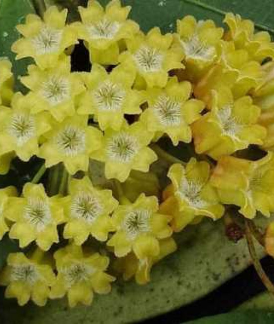 Xойя amicabilis 