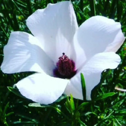 Alyogyne hakeifolia 