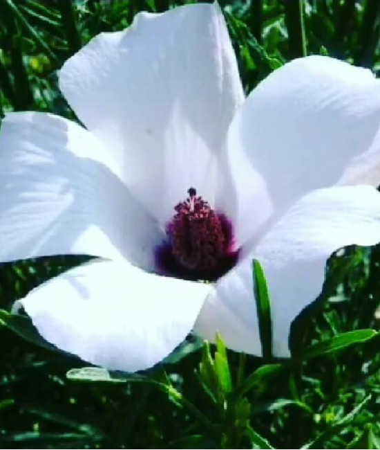 Alyogyne hakeifolia 