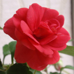 Бальзамин coral bells