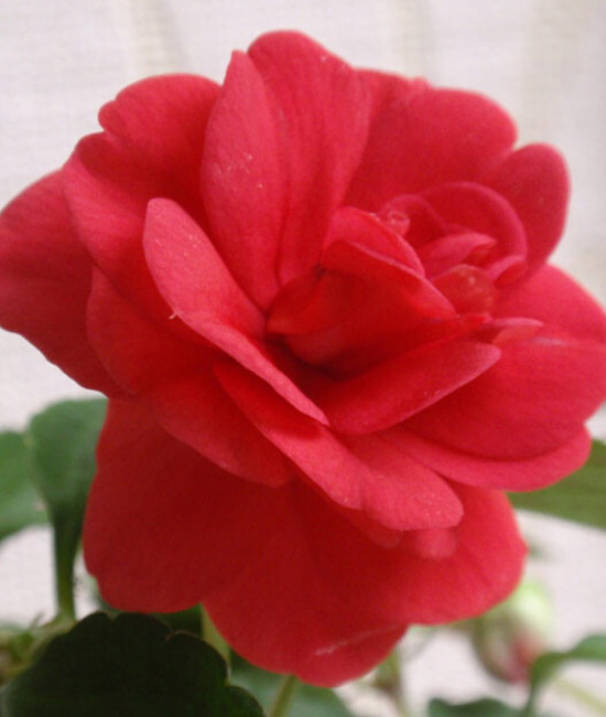 Бальзамин coral bells