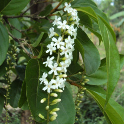 Citharexylum spinosum var