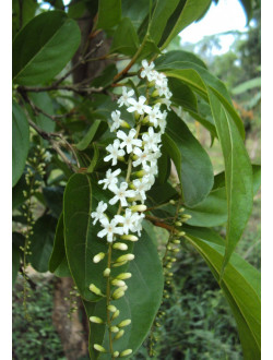 Citharexylum spinosum var