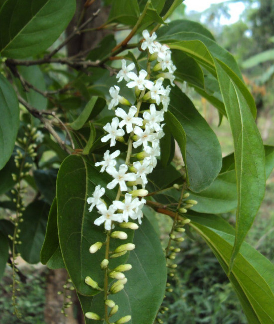 Citharexylum spinosum var