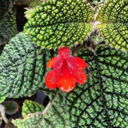 Episcia Corrugada