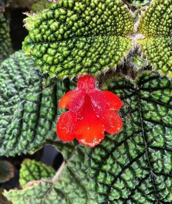 Episcia Corrugada