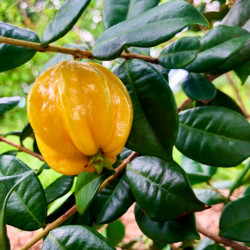 Eugenia selloi pitangatuba