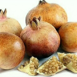 Babylonian White Pomegranate