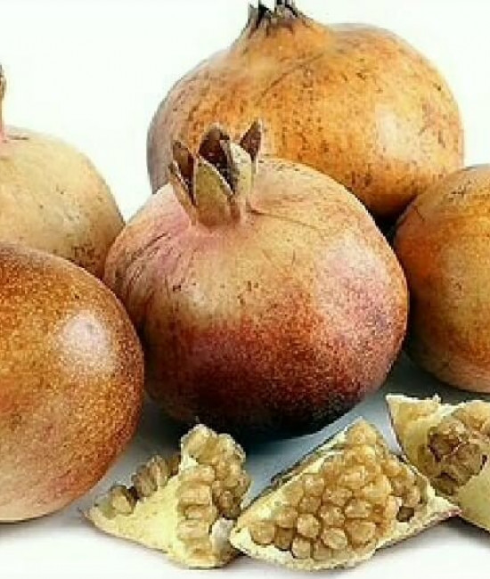 Babylonian White Pomegranate
