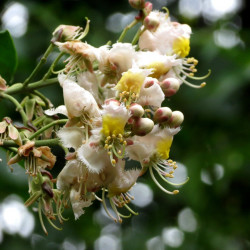 Hiptage benghalensis variegata-
