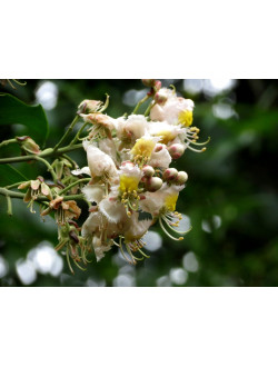 Hiptage benghalensis variegata-