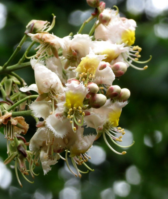 Hiptage benghalensis variegata-