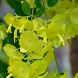 Holmskioldia-sanguinea-Yellow
