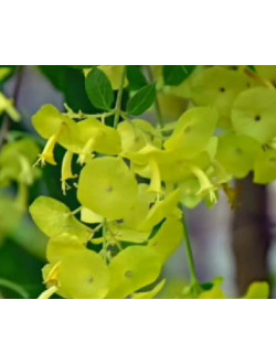 Holmskioldia-sanguinea-Yellow
