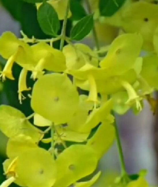 Holmskioldia-sanguinea-Yellow