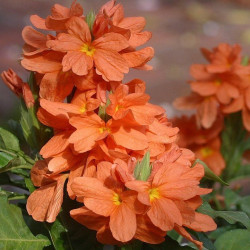 Сrossandra orange