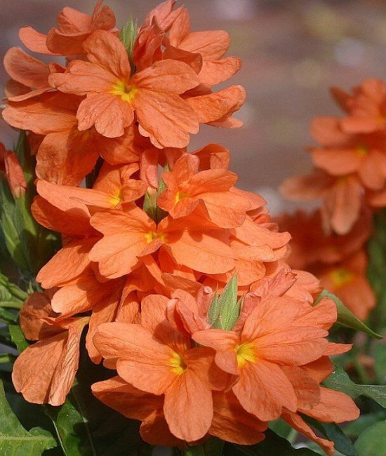 Сrossandra orange